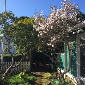 shelburne gardens in spring